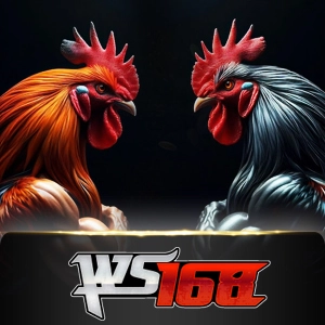 Ws168 Sabung - MG138